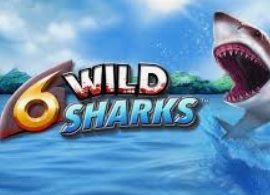 6 Wild Sharks