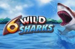 6 Wild Sharks