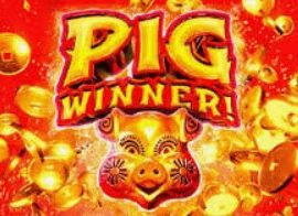 Pig Winner