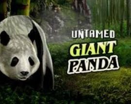 Untamed Giant Panda 