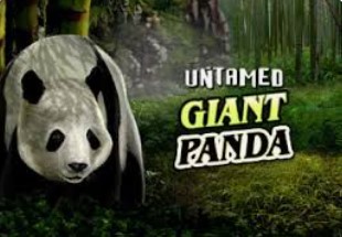 Untamed Giant Panda 