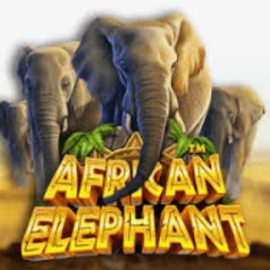 African Elephant